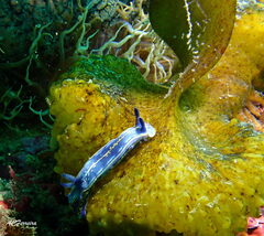 Felimare fontandraui