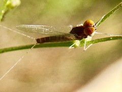 Callibaetis