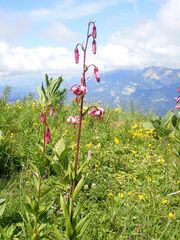 Lilium martagon martagon