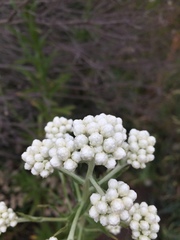 Pseudognaphalium californicum