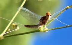 Callibaetis