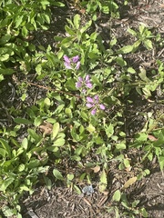 Physostegia pulchella