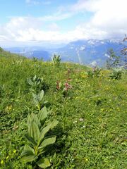 Lilium martagon martagon