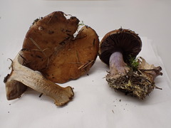 Cortinarius haasii