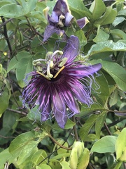 Passiflora cincinnata