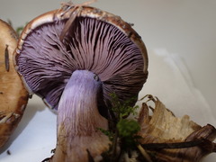 Cortinarius haasii