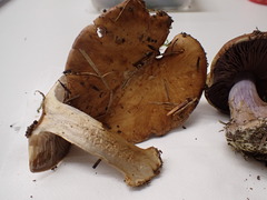 Cortinarius haasii