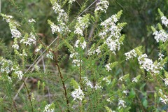 Olearia ramulosa