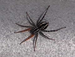 Nyssus coloripes
