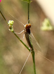 Callibaetis