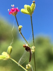 Callibaetis