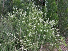 Olearia ramulosa