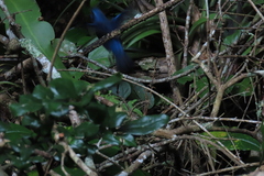 Cyanocompsa parellina