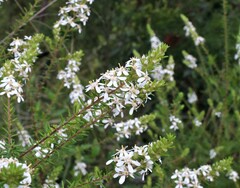 Olearia ramulosa
