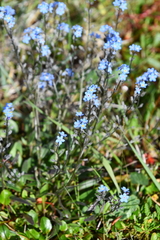 Myosotis asiatica