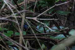 Cyanocompsa parellina