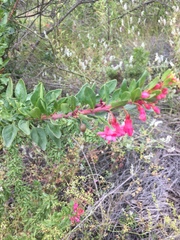Fuchsia lycioides