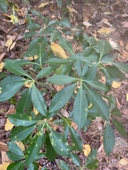 Mycosphaerella colorata