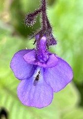 Streptocarpus