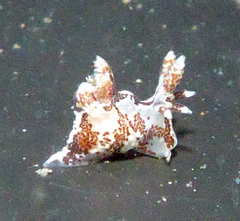 Ancula lentiginosa