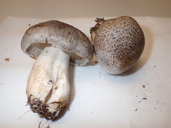 Tricholoma pardinum