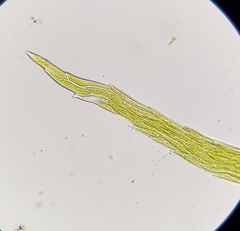 Sciuro-hypnum populeum