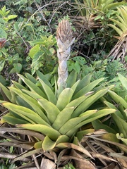 Bromelioideae