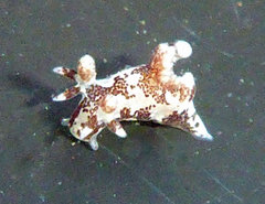 Ancula lentiginosa