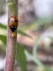 Hippodamia quinquesignata
