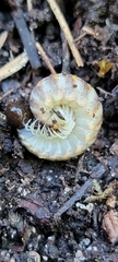 Apheloriini
