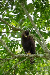 Lophaetus occipitalis