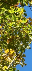 Quercus rubra