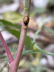 Hippodamia quinquesignata