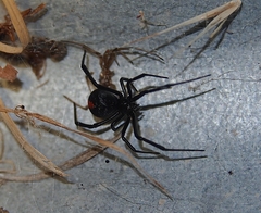 Latrodectus hasselti