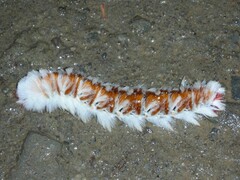 Neopreptos marathusa