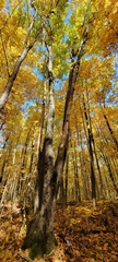 Quercus rubra