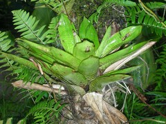 Werauhia