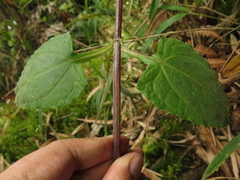 Munnozia senecionidis