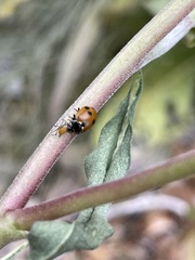 Hippodamia quinquesignata