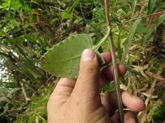 Munnozia senecionidis