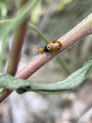 Hippodamia quinquesignata