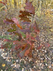 Quercus rubra
