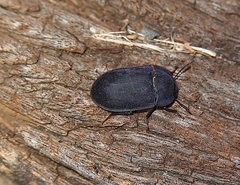 Pterohelaeus