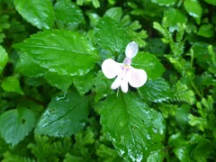 Impatiens hochstetteri