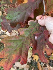 Quercus rubra