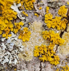 Xanthomendoza ulophyllodes