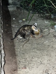 Didelphis albiventris