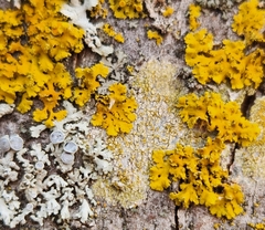 Xanthomendoza ulophyllodes