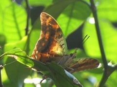 Charaxes candiope