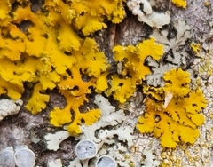 Xanthomendoza ulophyllodes